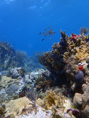 coral and under water marine plants