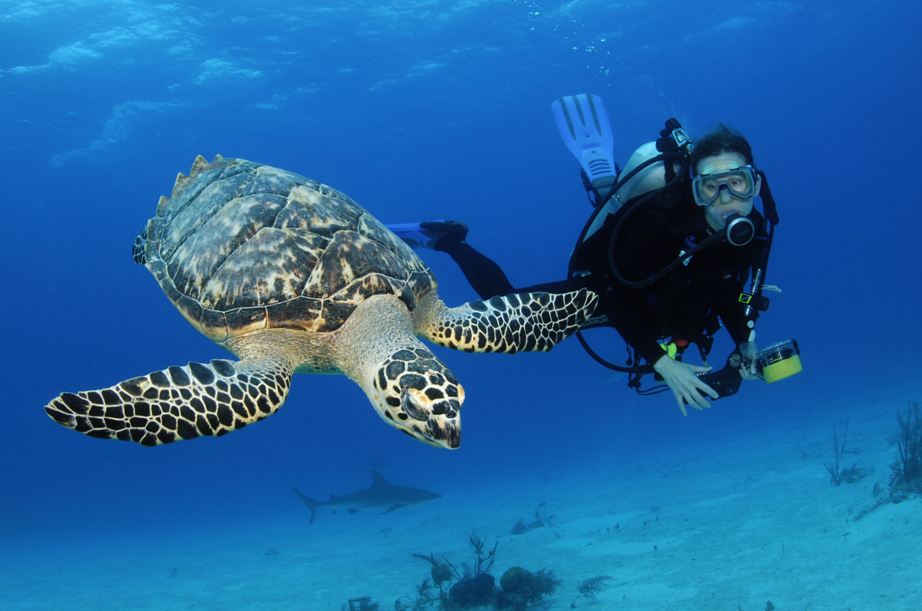 Scuba diver underwater with sea turtle