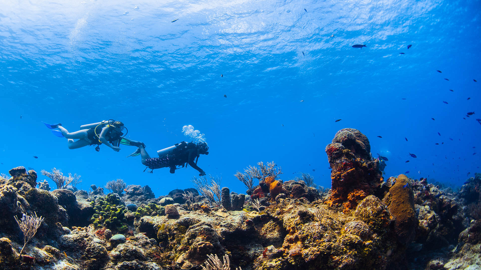 Two scuba divers above coral